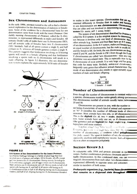 Solution Cell Division And Inheritance Eukaryotic Chromosomes The