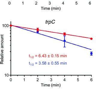 The SRNA RnTrpL Destabilizes The Polycistronic TrpDC MRNA At An OD