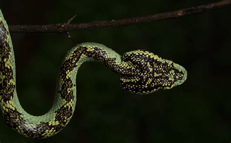 Malabar Pit Viper: Ambush in the Well of Life and Death | Roundglass | Sustain