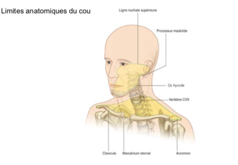 Anatomie Du Cou Flashcards Quizlet