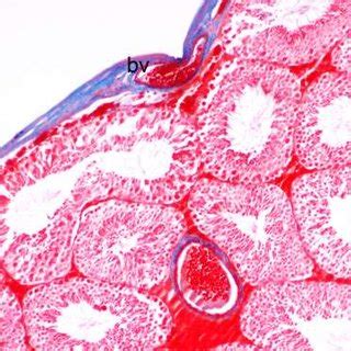 A Semithin Section Of The Testis Of Adult Control Rat Showing Cellular