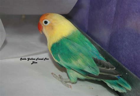 Lovebird Creamino Parblue