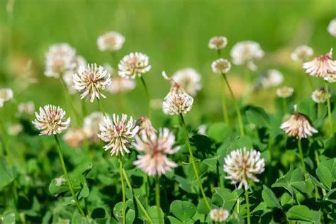 Are Cover Crops For Raised Beds The Ultimate Garden Hack Experts Say