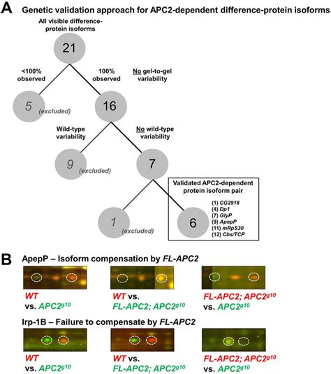 Validating The Apc Dependent Difference Proteins A A Decision Tree