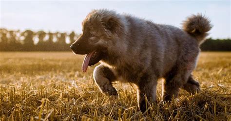 Berger Du Caucase Le Chien Le Plus Courageux Du Monde