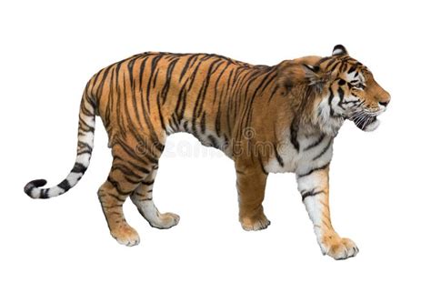 Large Tiger Isolated On White Stock Image Image Of Wildlife Mammal