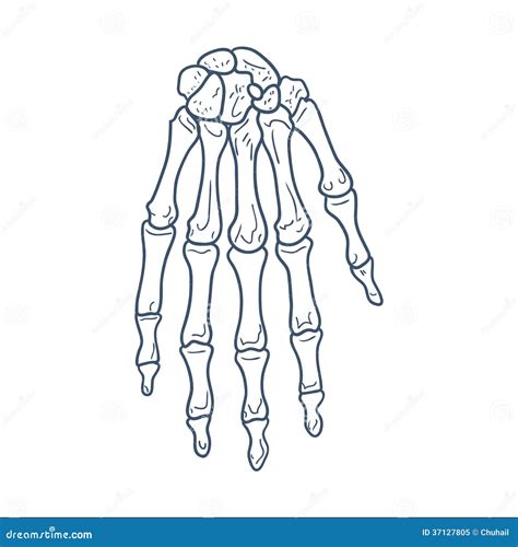 Ossa Della Mano Parte Di Scheletro Isolata Su Bianco Illustrazione