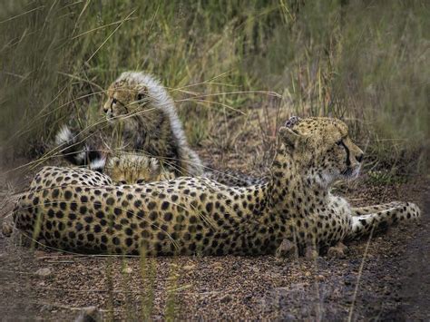 Nursing Cheetah Mom By Nancy D Hall Cheetah Nurse Nancy