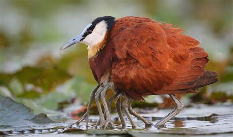 This Jacana Leg Situation Is Actually Adorable Australian Geographic