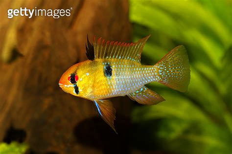 German Ram Cichlid Mikrogeophagus Ramirezi Aquarium Fish Butterfly