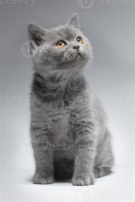 British Blue Cat Kitten