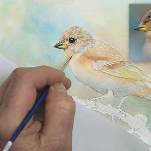 How To Paint Realistic Birds In Watercolour Fine Detail Brambling