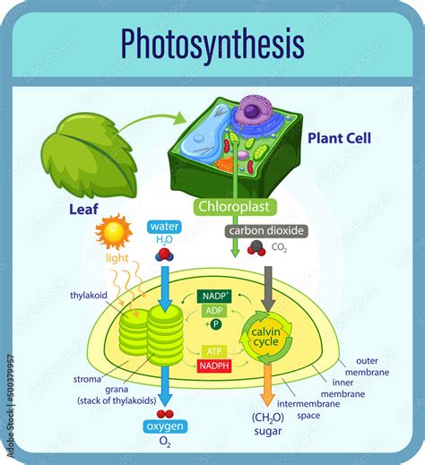 Diagram showing process of photosynthesis with plant and cells Stock ...