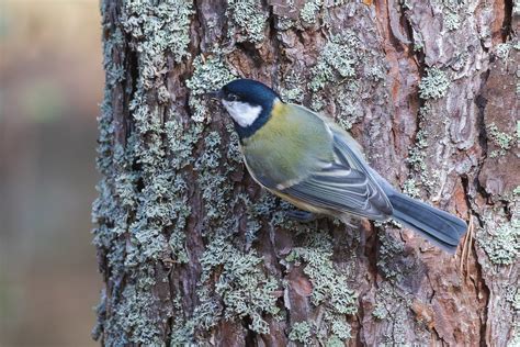 Great Tit Talitiainen Parus Major Major Mark Maddock Flickr