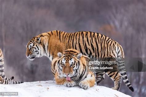 Siberian Tiger Prey Photos and Premium High Res Pictures - Getty Images