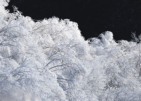 Rime Forêt Paysage Photo gratuite sur Pixabay Pixabay