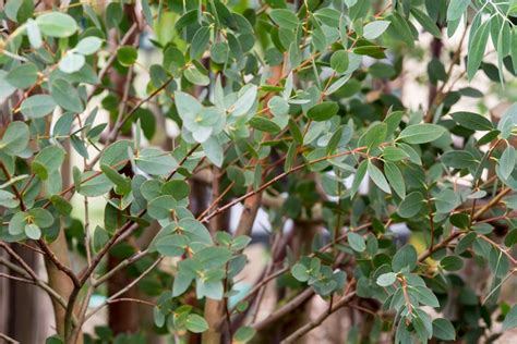 How To Grow And Care For A Eucalyptus Tree Bbc Gardeners World Magazine