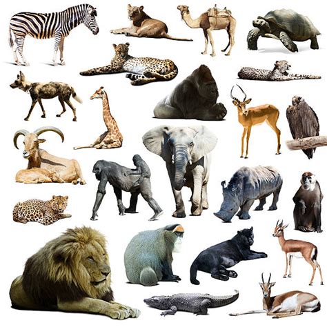 Best Predatory Animals Stock Photos, Pictures & Royalty-Free Images - iStock