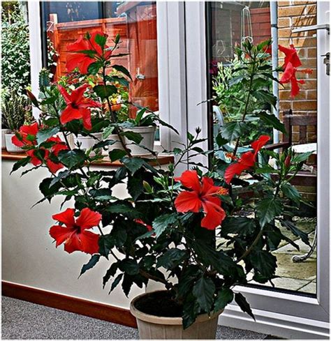 Hibiskus Sobna Ukrasna Biljka Nega I Gajenje Growing Flowers