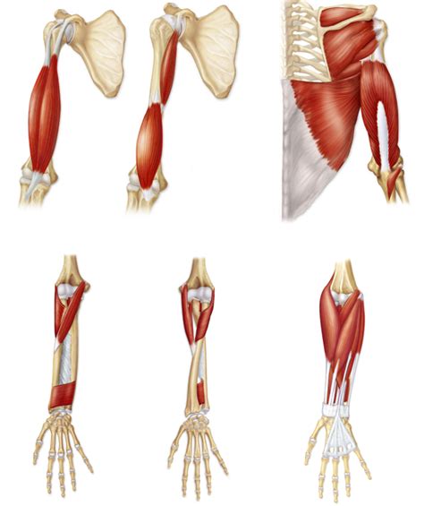 Muscles that Move the Forearm Across the Elbow Joint Diagram | Quizlet