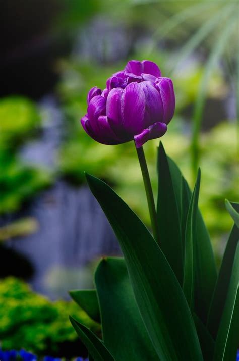 Purple Tulip | Flowers, Beautiful blooms, Pretty flowers