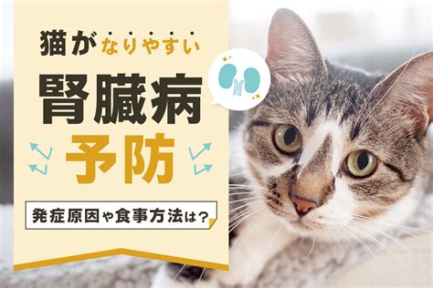 猫の腎臓病（慢性腎不全）を予防したい！発症原因や食事方法について解説