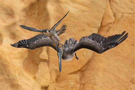 Winners Of Bird Photographer Of The Year 2023 Announced Nature TTL