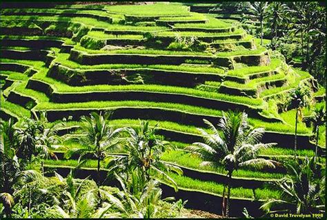 Banawe Rice Terraces - Top Tourist Spots in the Philippines