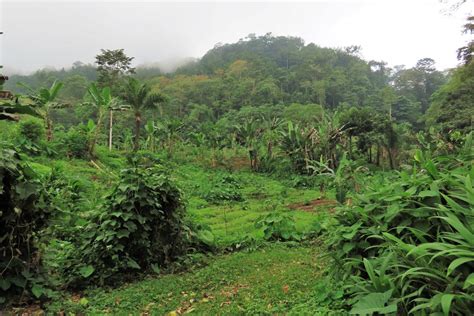 Zdjęcia Monte Cafe Sao Tome Plantacja Pośród Lasu Deszczowego Wyspy