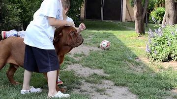 Quelle est la durée de vie d un Dogue de Bordeaux Cartes Postales