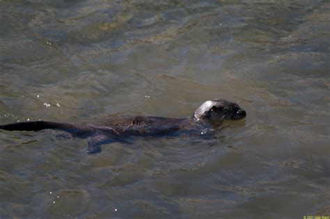 Watching a Hunting River Otter - A Good Life