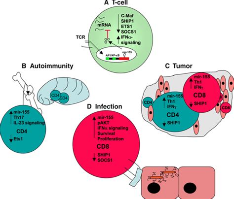 Mir155 A Central Modulator Of Tcell Responses Lind 2014