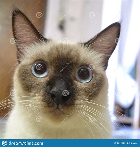 Very Cuteness Siamese Cat Stock Photo Image Of Room