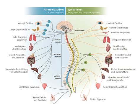 Schema Aufbau Nervensystem