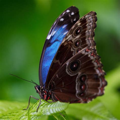 Most Colorful Butterflies In The World