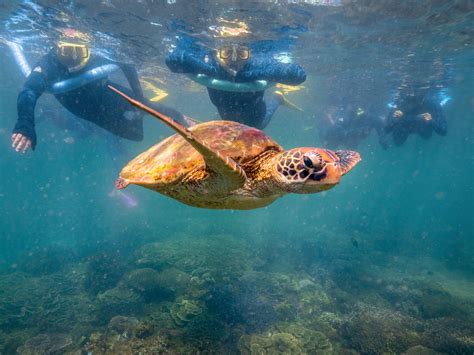 Australian Sea Turtles