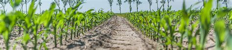 Na czym polega rolnictwo plantacyjne i jakie są jego cechy AGROAS