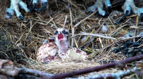 Dyfi Osprey Project On Twitter Welcome To The World Bob 1 Arrival