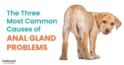 canine anal glands