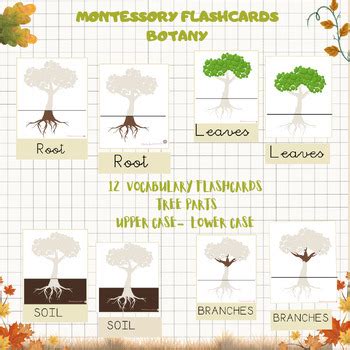 Bosque Tarjetas Vocabulario Partes De Un Rbol Tree Parts Flashcards