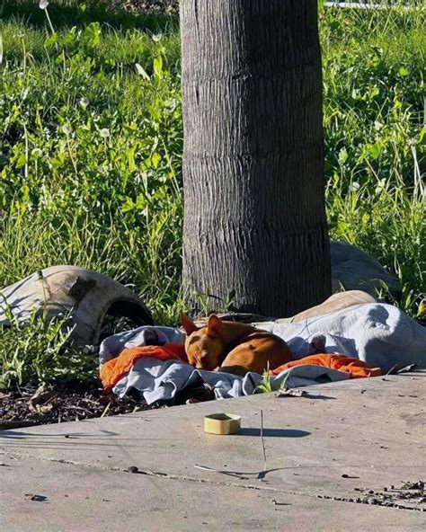 Un Petit Chien Sans Abri Est Retrouv Recroquevill Dans Une Couverture