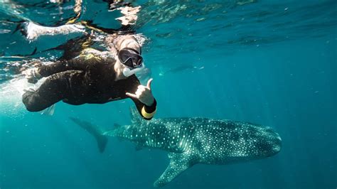 Swimming With Giants Whale Sharks Mafia Island Ecotourism