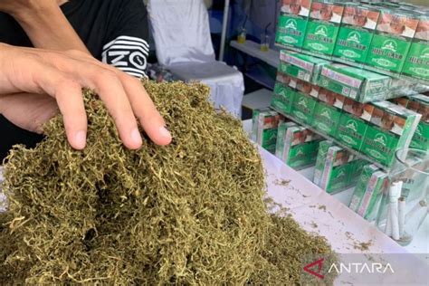 Rokok Hill Gayo aroma ganja yang menarik perhatian di PKA 8 - ANTARA News Aceh