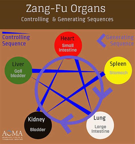 Chinese Medicine School Zang Fu Organ System