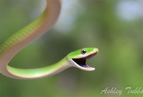 Rough Green Snake Project Noah