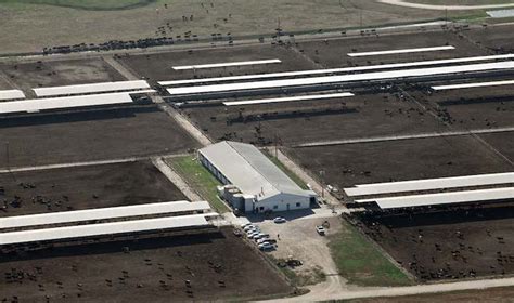 Aurora Dairy Plans to Open Factory Housing 7,000 “Organic” Heifers ...