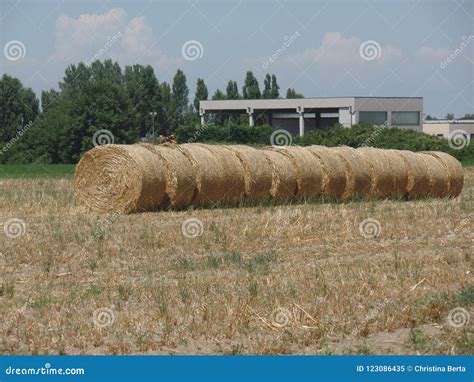 Round Bales Of Hay On The Grass Stock Image Image Of Farm Land