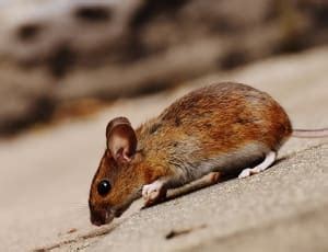 Brown Field Mouse Free Image Peakpx