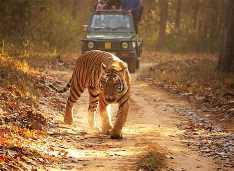 Top 7 Splendid National Parks Of Madhya Pradesh Wildlife