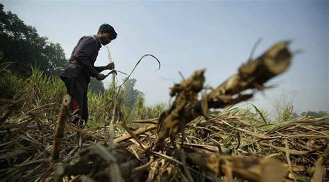 Maharashtra Sugar Mills Now Have To Sign Separate Agreement With